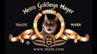 Video thumbnail of "MGM Kitten : The cutest cat ever roars like a lion! MUST SEE! LOL!"
