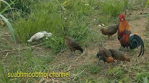 ลูกไก่ป่านํ้าสองme nyuam qaib qus pom 2 zoo2 nkauj2021