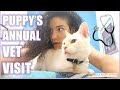 Taking your cat to the VET - Raw Cat Food Diet / Cat Lady Fitness