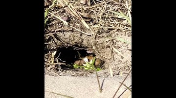 Gopher Tortoise Baby eating