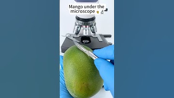 Mango  A Hidden World Under the Microscope – Bacteria Close-Up #microscope #science