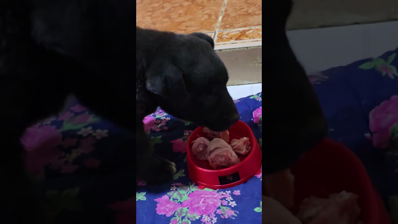 Восторгу моему нет предела, сладкий 