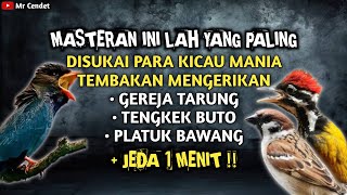 KOMBINASI MASTERAN TEMBAKAN MENGERIKAN || GEREJA TARUNG, TENGKEK BUTO, DAN PLATUK BAWANG !!