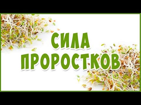 СИЛА и польза Проростков.