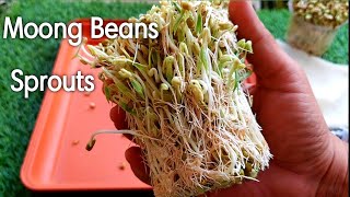 How to grow Moong Bean sprouts | मूंग स्प्राउटस कैसे उगाये | Healthy Beans Sprouts