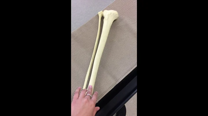 Pelvic Girdle & Lower Limb Bones by Jacqueline Esq...