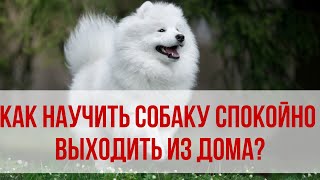 Как научить собаку спокойно выходить на прогулку из дома? Приучаем собаку к спокойствию Как научить собаку спокойно выходить на прогулку из дома? Приучаем собаку к спокойствию