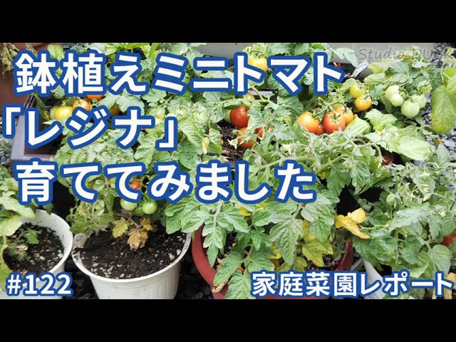 鉢植えミニトマト レジナ 育ててみました Youtube