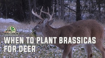 When to Plant Brassicas for Deer