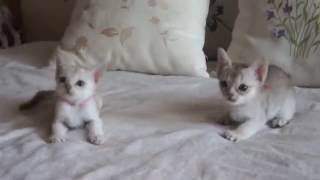 Singapura kitten in vidi vici cattery, litter h, part 4