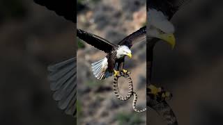 Snake vs Eagle viral video #viral #ytshorts #snakevideo #snake #snakevseagle #eaglevssnake #trending