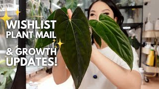 I got a wishlist anthurium 🥹 + a few growth updates!