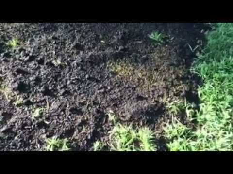 Gotta love Babekins… can't wait to hear all the lawn experts now.