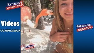 ANIMALS #4 Compilation 2016 | Best Funny Videos
Animals #4 Best Funny Video or Vines. Compilation 2016.
Rejanolg is expert leader in funny fail videos and compilations. Rejanolg releases funny greatest reactions, pranks, epic fails, scare cam and compilations. Join the Rejanolg!
Leave a comment on any fail video.
Subscribe to the Rejanolg YouTube channel for the ultimate fail videos!
Thanks for watching!
This compilation has been made with all the authorization and voluntarily by relatives, friends, followers and of course with our own material. If you want to send us your prank, contact us by email or through social networks. ANIMALS #4 Compilation 2016 | Best Funny Videos