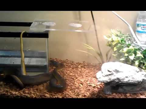 White lipped python