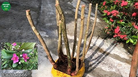 Bụi hoa sim tím 8 thân bệ to rễ nhiều