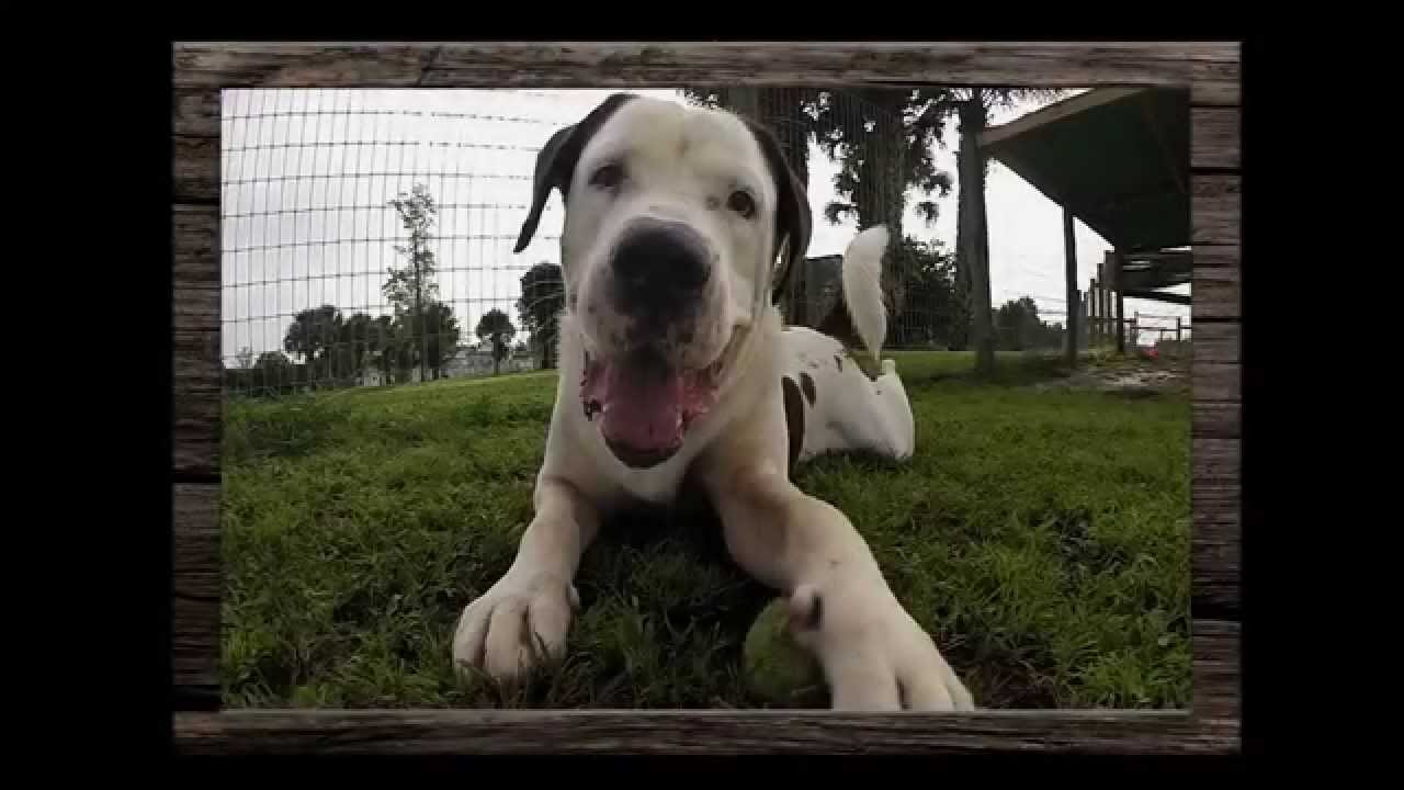 Help Big Dog Ranch Rescue Build A New Facility And Save More Lives