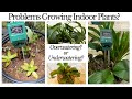 Moisture meter  keeping house plants alive  growing indoor plants  watering plants  soil ph test