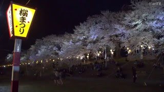 Cherry blossoms in Tohoku: Shiroishi Riverside