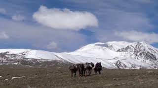 Camel in Kharkhiraa Mountain Trek