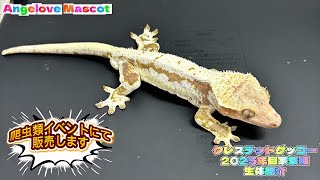 Crested gecko - Introduction of home-bred animals in 2025