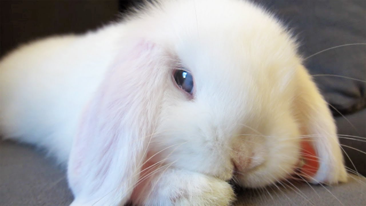 Bunny Too Cute To Handle Youtube