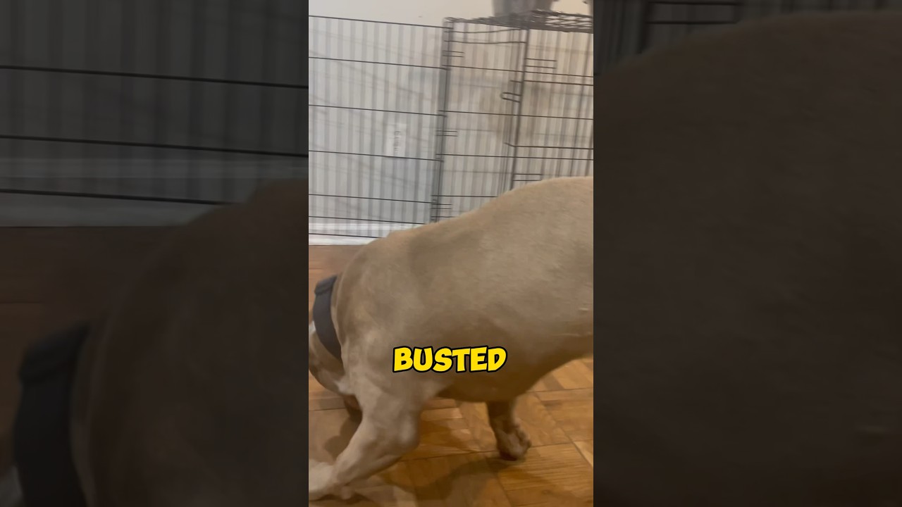 Fun and Easy Dog Fetch Training With Flex 