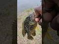 Just a Pretty Little Bugger! #freshwaterfish #fishing #nature #outdoors #bluegill