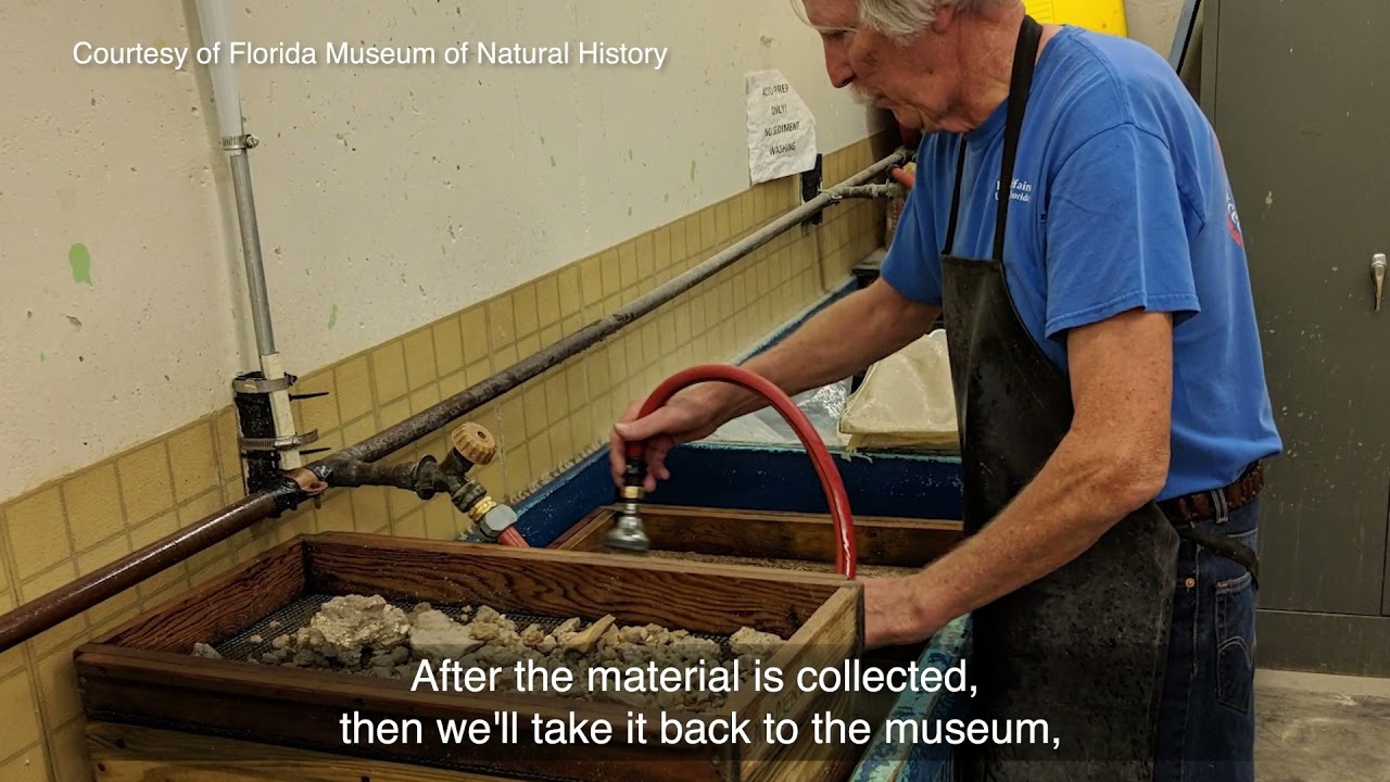 Invertebrate Paleontology