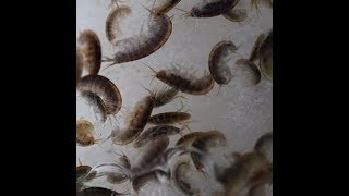 Red Dragon Breath Macro Hayi Gracilaria For Your Refugium Free Adult Brine