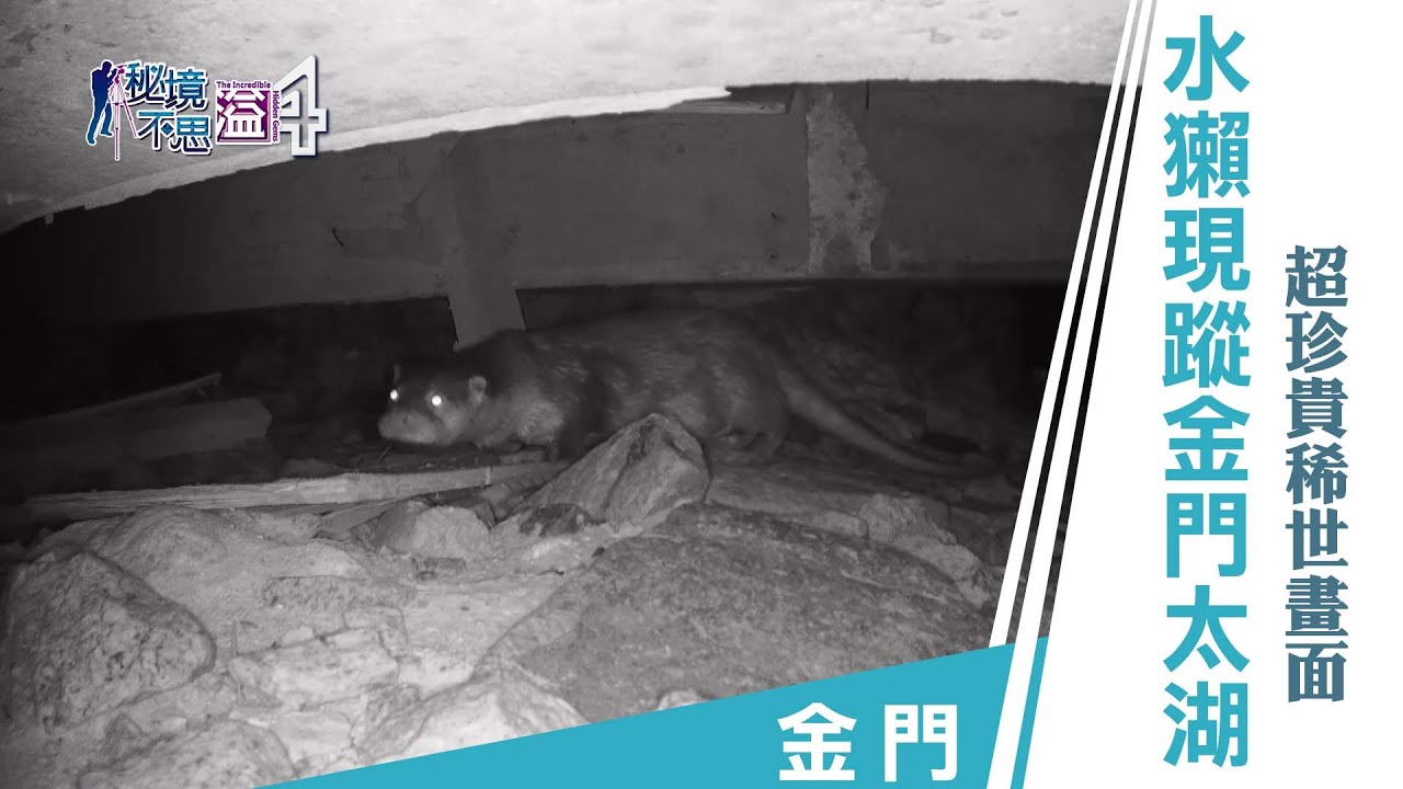 安心國旅 振興台灣何處去 金門最大水庫出現瀕臨絕種保育類 Youtube