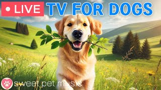 🔴24 Hours of Dog TV🎵🐶Calming Sleep Music for Your Dog🐾🩷Soothing Music for Dogs with Stress & Anxiety