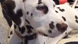 4 Dalmatian Lovers 😁 Funny and Cute Dalmatian Dogs Videos Compilation by PIGO 4,649 views 4 years ago 10 minutes, 27 seconds