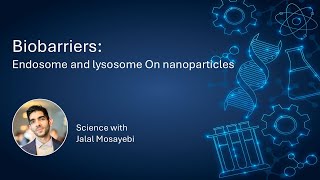 Biobarrier 4 - Endosome And Lysozome Upon Nanoparticle Internalization