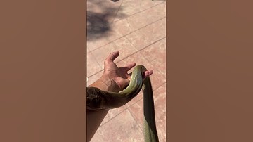 OLIVE PYTHON GETTING SOME SUN #snake #reptile #bigsnake #animals #reels