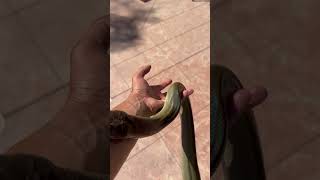 Celebrity OLIVE PYTHON GETTING SOME SUN #snake #reptile #bigsnake #animals #reels Net Worth