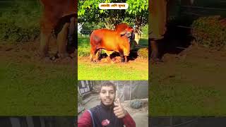 cow videos for guru reaction videos 🔥🐂 #trending #shorts #cow #animals #youtubeshorts #foryou