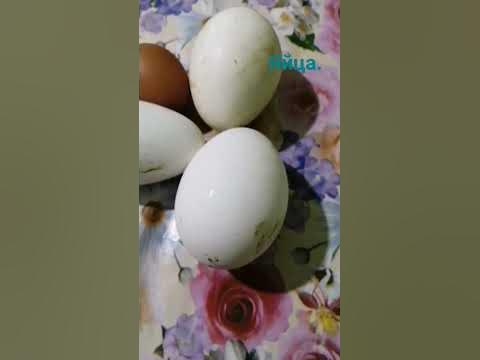утиное яйцо. #утята #утка #птица #яйца - YouTube
