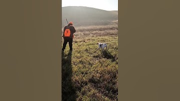 They can hide in cut grass! #pheasanthunting #pheasants #gsp #huntingdog #hunting #hunters #birddog