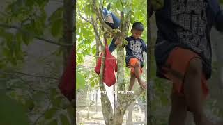 HARVESTING FRUITS by MIGhty MIGZ the POODLE 18 views 7 months ago 1 minute, 31 seconds