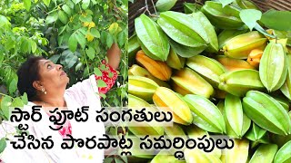 Star Fruit Harvesting/ Organic fruits/ Natural food - Natural health care/ Street food /Easy to grow