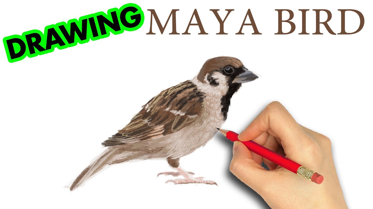 How To Draw Maya Bird Art Therapy Youtube