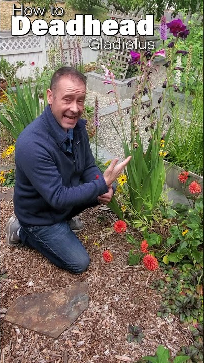 ✂ The Right Way to Deadhead Gladiolus ✂ #shorts #gladiolus #flowers