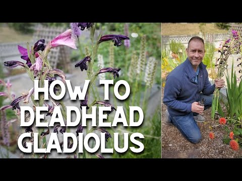 Video: Îndepărtarea florilor de gladiole - Ar trebui să am flori de gladiolus Deadhead