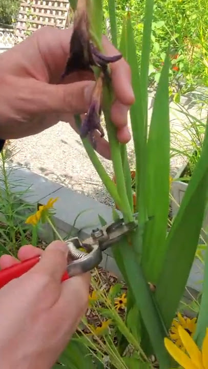 Deadheading Gladiolus The RIGHT Way