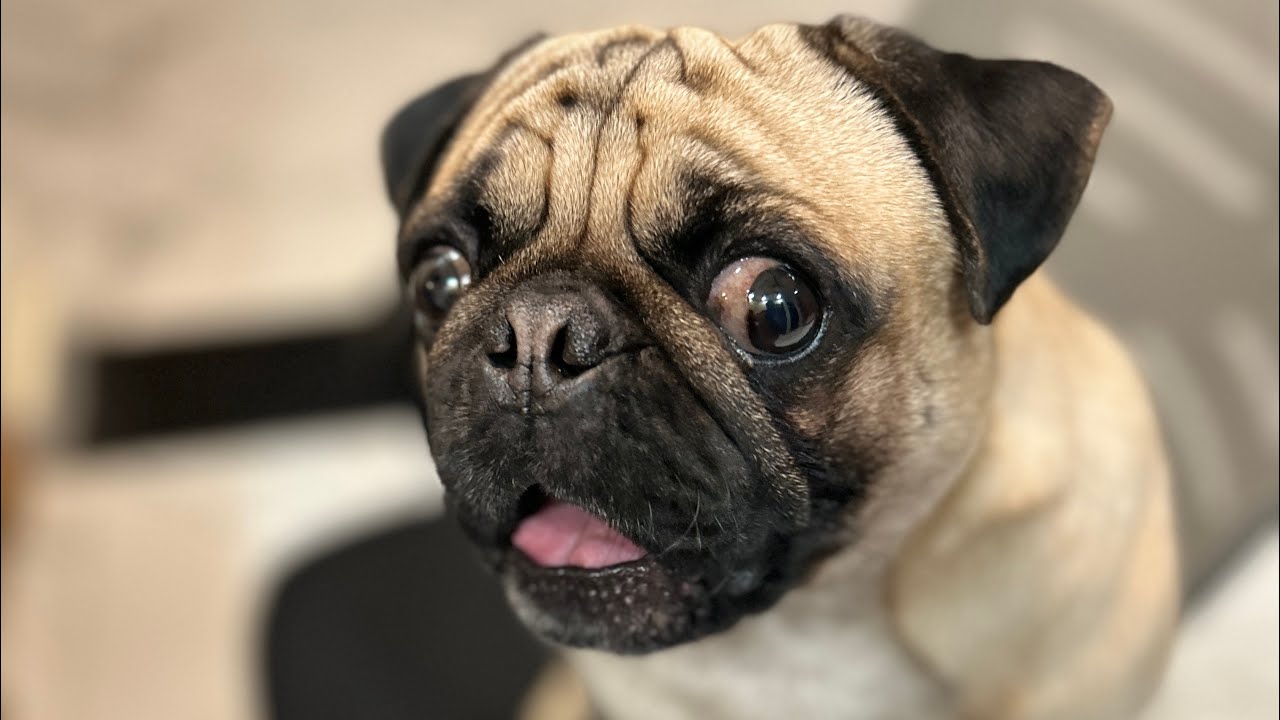 Pug dog barking sounds | Cheeku ko Chicken khaana hain #funny #pug #pets #labrador #dog 