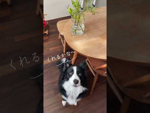 立ってパン食べてたら…嬉しそうに技を見せてきたボーダーコリーMy Border Collie Shows Tricks Hoping for a Bite of My Bread 🍞