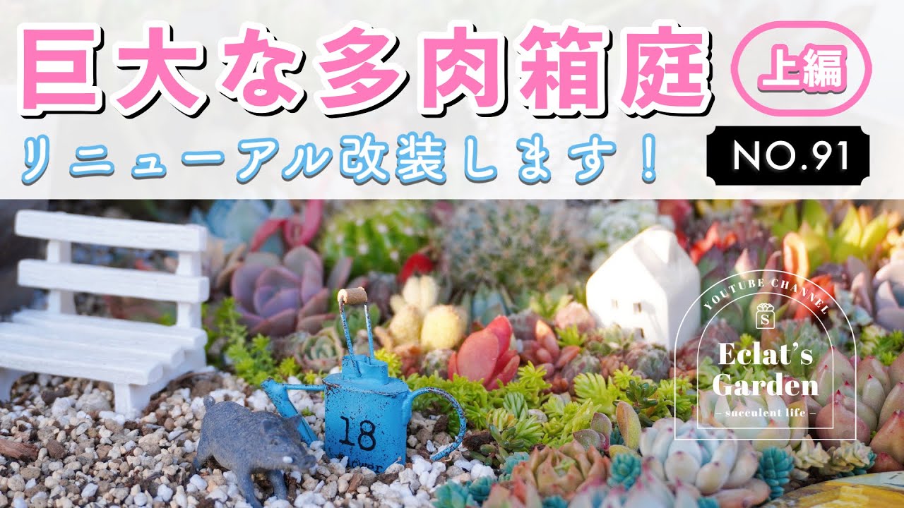 多肉植物　箱庭 目線を下げると、そこは小さな世界！多肉いっぱいの箱庭を覗いてみよう