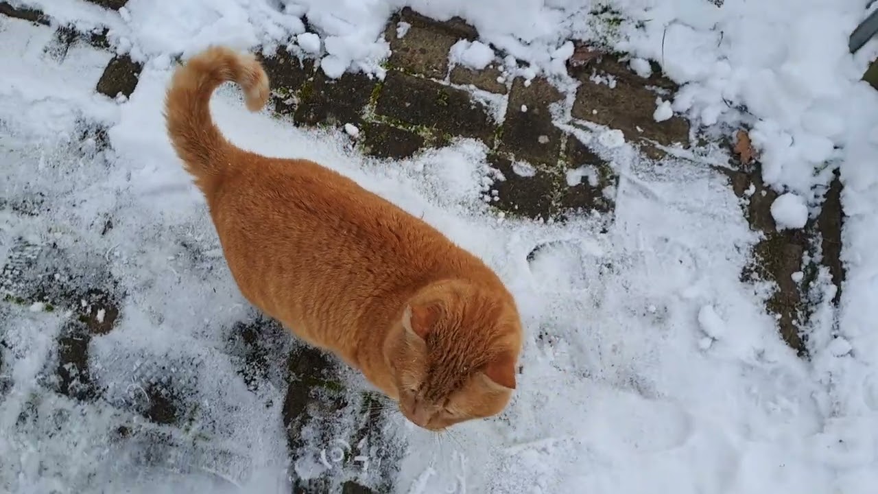 🐱 Orange Cat likes Snow ❄️