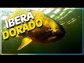 PESCA DE DORADOS EN ESTEROS DEL IBERÁ CON LA ESTANCIA EL DORADO